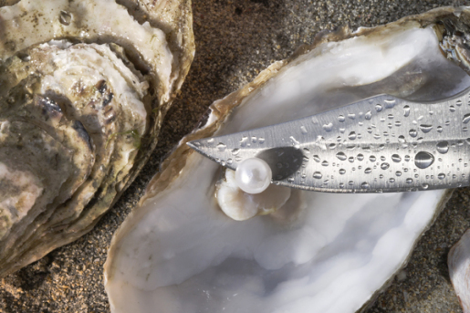 pearl oyster