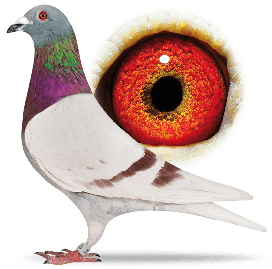 Pigeon’s eye