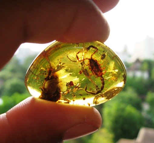 Burmese amber 