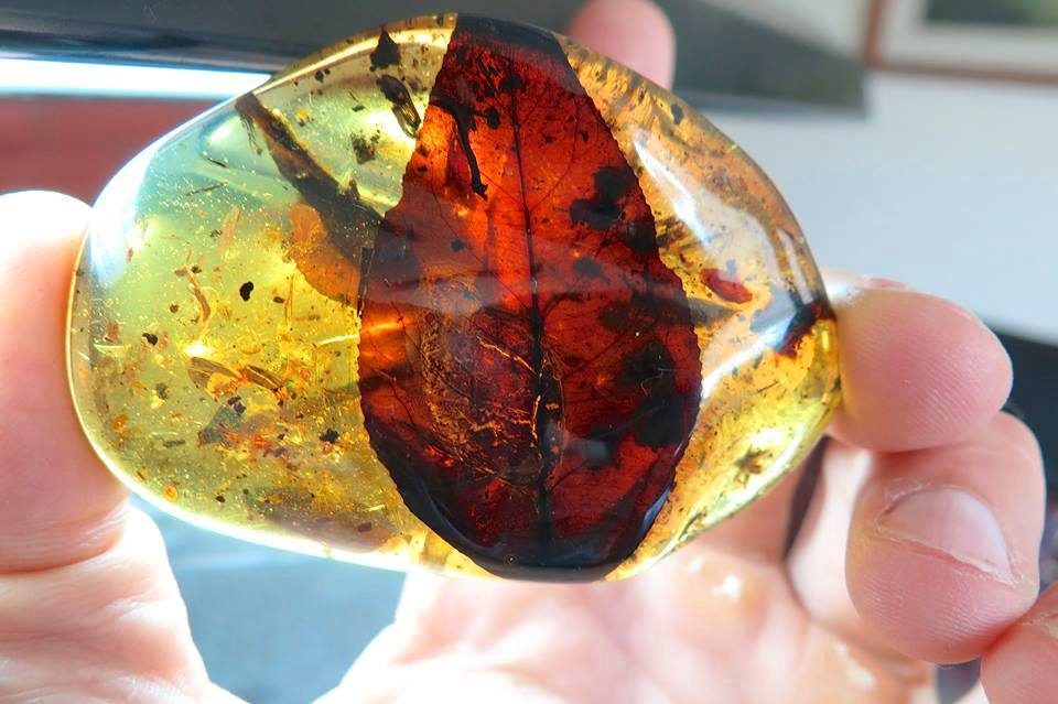A truly spectacular leaf in Myanmar amber old 100 million years