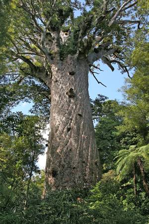 Cây thông kauri