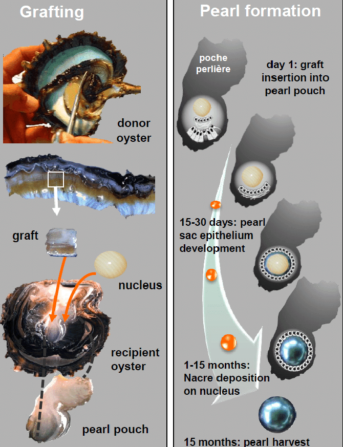 Quá trình cấy nhân và tạo ngọc trong con hàu để có viên ngọc trai nuôi