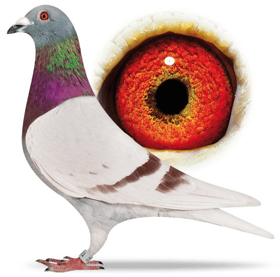 Pigeon's eyes